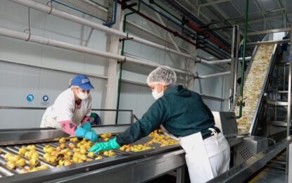 La pulpera en San Rafael ya procesa peras, además supera los 2 millones de kilos de duraznos