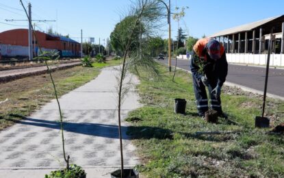 Maipú avanza en su plan de forestación