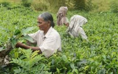 Día Mundial de la Mujer Rural