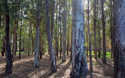 Maipú resguarda el Bosque de Eucaliptus