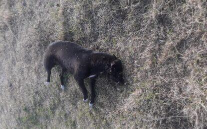 Animales envenenados con agrotóxicos en San Rafael