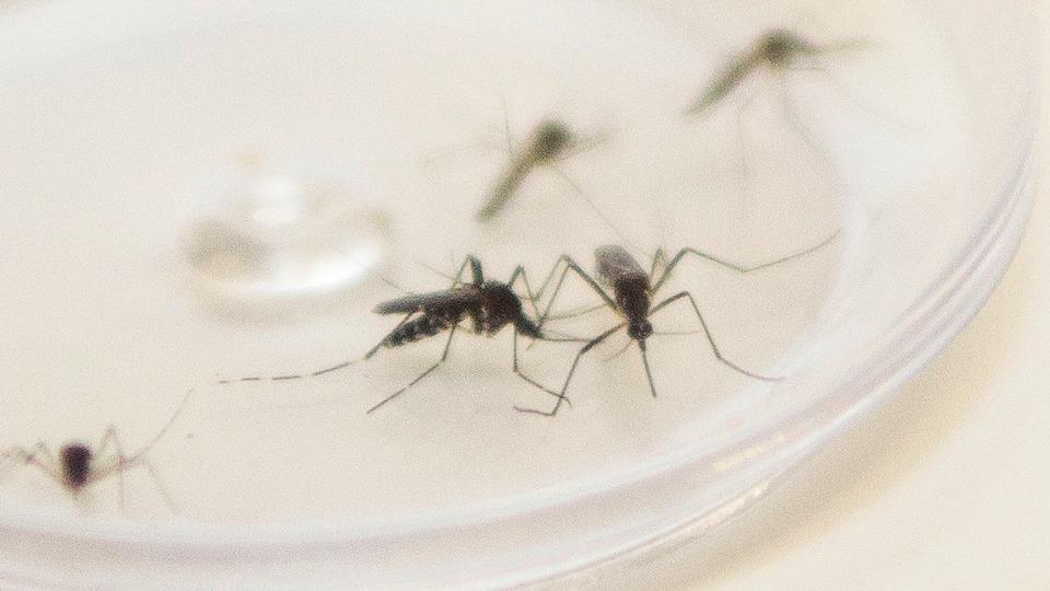 El Desayunador | Tercer caso de dengue y la técnica para luchar contra el mosquito en Mendoza