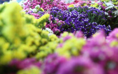 Maipú te invita a su gran mercado de flores y plantas.