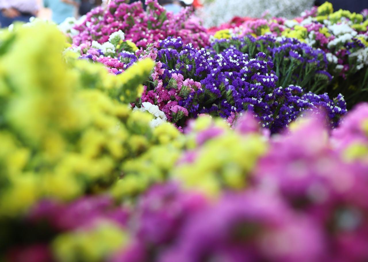 Maipú te invita a su gran mercado de flores y plantas.