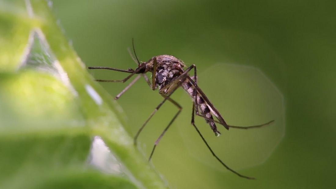 El Desayunador | Dengue: 10 recomendaciones para evitar el contagio