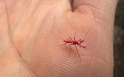 Dengue: No los maten! Así son los mosquitos estériles aedes aegypti