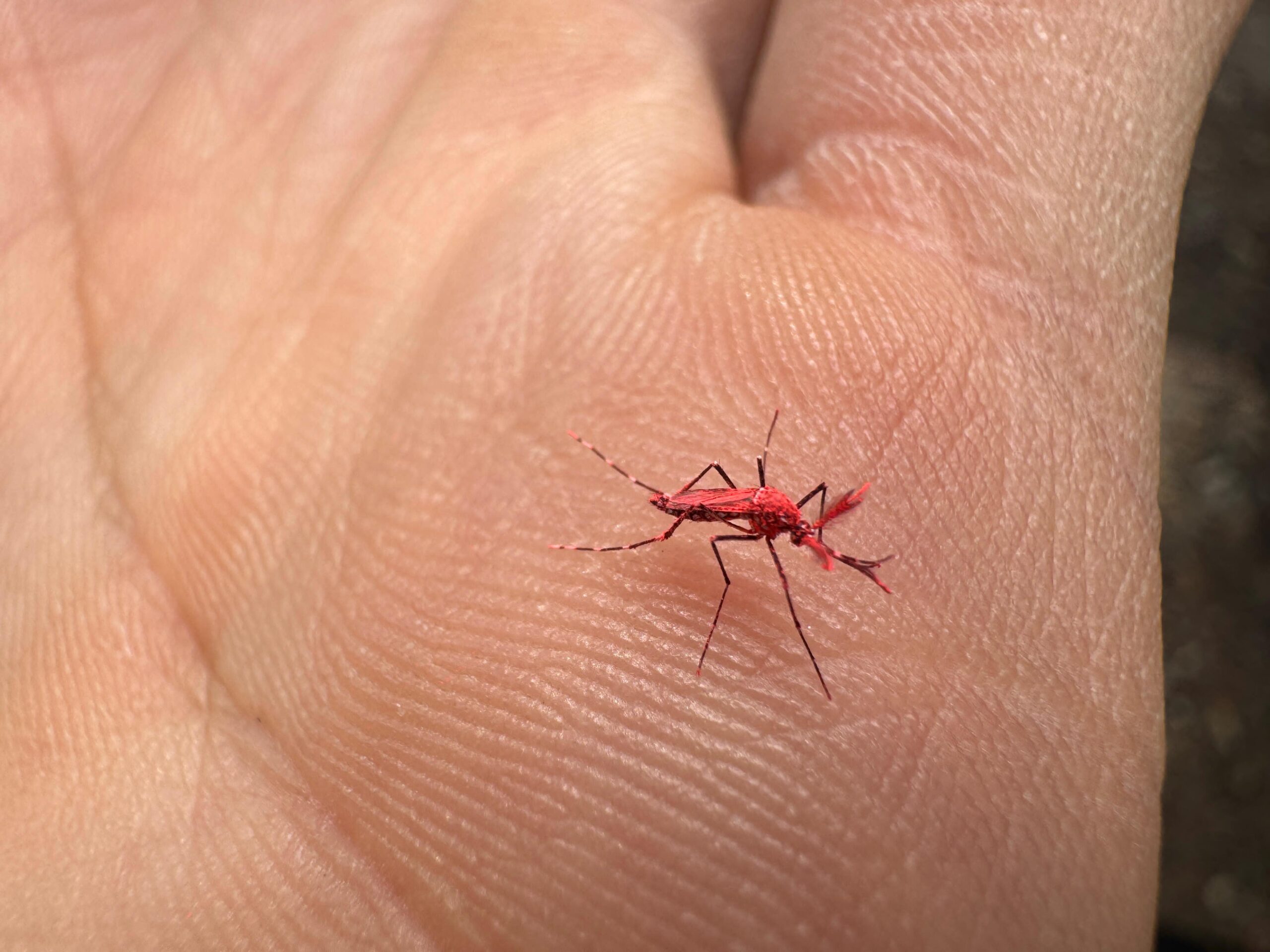 Dengue: No los maten! Así son los mosquitos estériles aedes aegypti