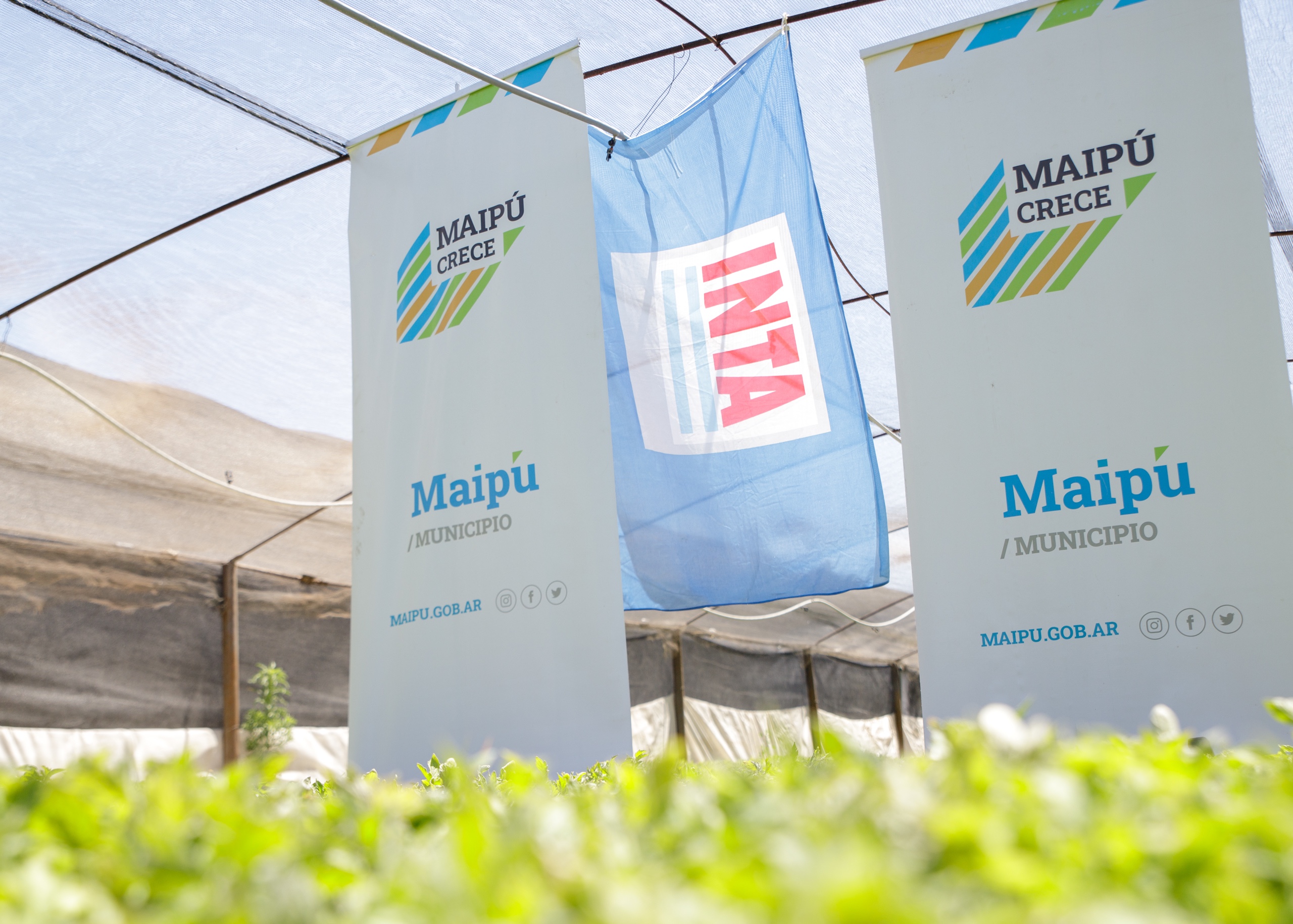 Maipú fomenta la soberanía productiva entregando más de 35 mil plantines